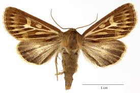 Attēlu rezultāti vaicājumam “Cerapteryx graminis”