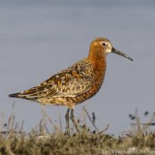 Attēlu rezultāti vaicājumam “Calidris ferruginea”