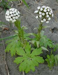 Attēlu rezultāti vaicājumam “Petasites spurius leaf”
