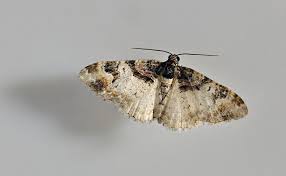 Attēlu rezultāti vaicājumam “Catarhoe cuculata”