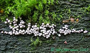 Attēlu rezultāti vaicājumam “Badhamia foliicola”