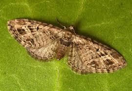 Attēlu rezultāti vaicājumam “Eupithecia exiguata”