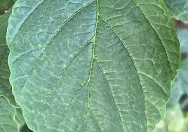 Attēlu rezultāti vaicājumam “Hamamelis vernalis leaf”