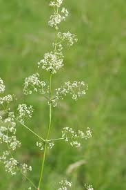 Attēlu rezultāti vaicājumam “Galium album flower”