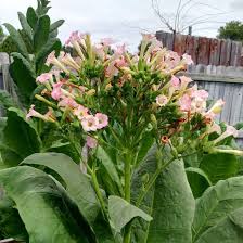 Attēlu rezultāti vaicājumam “Nicotiana tabacum fruit”