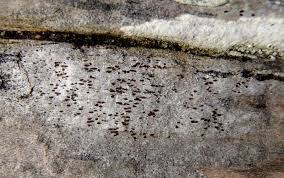 Attēlu rezultāti vaicājumam “Xylographa paralella”