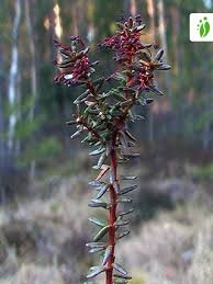 Attēlu rezultāti vaicājumam “Empetrum nigrum flower”