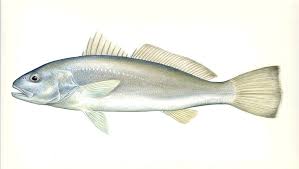 Image result for Argyrosomus regius