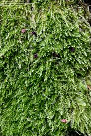 Attēlu rezultāti vaicājumam “Hypnum cupressiforme sporophyte”