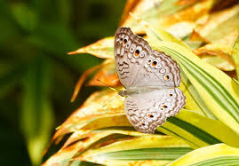 Attēlu rezultāti vaicājumam “Euphydrias aurinia upperside”