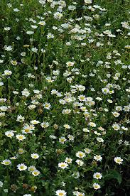 Image result for Chrysanthemum ptarmiciflorum