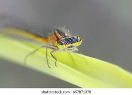 Attēlu rezultāti vaicājumam “Coenagrion armatum”