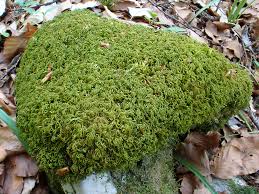 Attēlu rezultāti vaicājumam “Anomodon attenuatus”