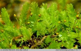 Attēlu rezultāti vaicājumam “Schistostega pennata”