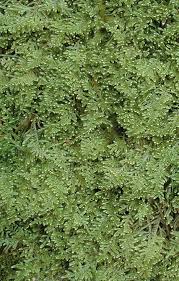 Attēlu rezultāti vaicājumam “Hypnum jutlandicum”