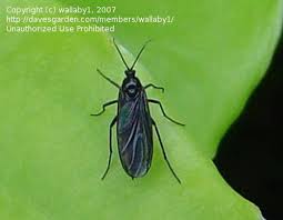 Attēlu rezultāti vaicājumam “Sciara analis”