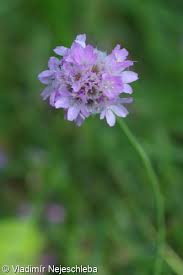 Attēlu rezultāti vaicājumam “Armeria vulgaris leaf”