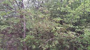 Attēlu rezultāti vaicājumam “Euonymus verrucosus”