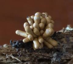 Attēlu rezultāti vaicājumam “Tubifera applanata spores”