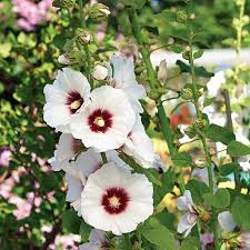 Attēlu rezultāti vaicājumam “Alcea rosea flower”