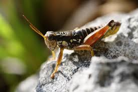 Attēlu rezultāti vaicājumam “Podisma pedestris”