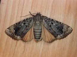 Attēlu rezultāti vaicājumam “Amphipyra pyramidea”