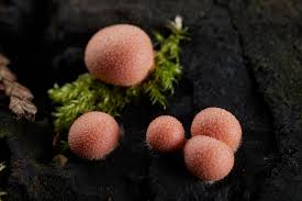 Attēlu rezultāti vaicājumam “Lycogala irregulare macro”