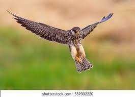 Image result for Falco amurensis