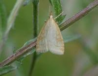 Attēlu rezultāti vaicājumam “Udea lutealis”