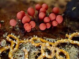 Attēlu rezultāti vaicājumam “Arcyria, Heterotrichia sp.”