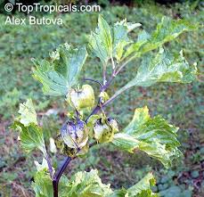Attēlu rezultāti vaicājumam “Nicandra physalodes fruit”
