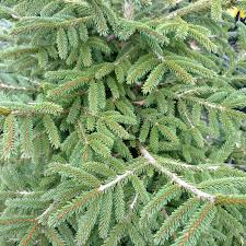 Attēlu rezultāti vaicājumam “Picea orientalis”