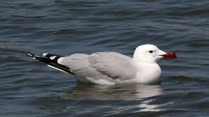 Image result for Larus audouinii