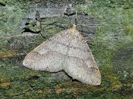 Attēlu rezultāti vaicājumam “Agriopis marginaria”