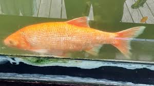 Attēlu rezultāti vaicājumam “Leuciscus idus”