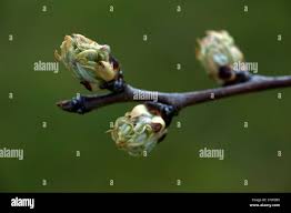 Attēlu rezultāti vaicājumam “Pyrus communis bud”