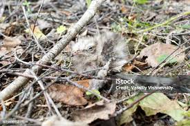 Attēlu rezultāti vaicājumam “Caprimulgus europaeus egg”