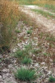 Attēlu rezultāti vaicājumam “Agrostis canina leaf”