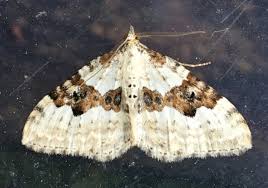 Attēlu rezultāti vaicājumam “Xanthorhoe montanata”