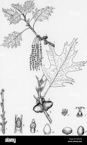 Attēlu rezultāti vaicājumam “Quercus rubra bud”