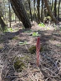 Attēlu rezultāti vaicājumam “Comatricha alta stalked”