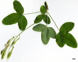 Image result for Laburnum anagyroides