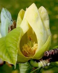 Attēlu rezultāti vaicājumam “Magnolia acuminata bud”