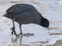 Attēlu rezultāti vaicājumam “Fulica atra adult”