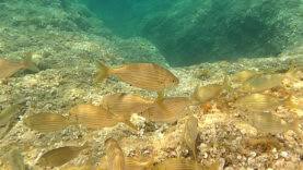 Image result for Sarpa salpa