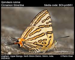 Attēlu rezultāti vaicājumam “Theclinae”