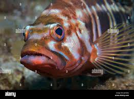 Image result for Serranus atricauda