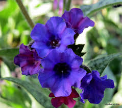 Image result for Pulmonaria Silverado