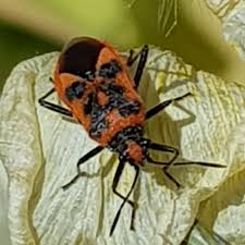 Attēlu rezultāti vaicājumam “Corizus hyoscyami imago”