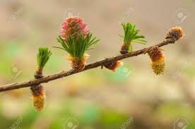 Attēlu rezultāti vaicājumam “Larix decidua flower”